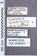 Etiketten zu Glyphonyx quadricollis (Fleutiaux, 1941) (NHMW-ZOO-COL-0008434)